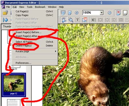 Вставка страинцы и изображения - в программе Djvu Editor Pro 6.0
