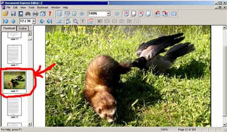 Вставили изображение в программе Djvu Editor Pro 6.0